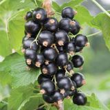 EvveBahçe Tüplü Aromatik Siyah Rosenthals Frenk Üzümü Fidanı