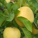 EvveBahçe Tüplü Aşılı Aromalı Leziz Bol Sulu Tam Bodur Golden Elma Fidanı