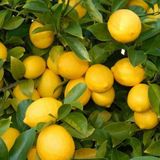 EvveBahçe Tüplü Aşılı Çok Verimli Yediveren Limon Fidanı