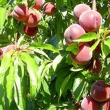 EvveBahçe Tüplü Aşılı Erkenci Bol Verimli Spring Crest Şeftali Fidanı