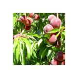 EvveBahçe Tüplü Aşılı Erkenci Leziz Aromatik Tam Bodur Spring Crest Şeftali Fidanı