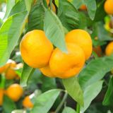 EvveBahçe Tüplü Aşılı Hoş Kokulu Bol Verimli Rize Satsuma Mandalina Fidanı