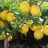 EvveBahçe Tüplü Aşılı İri Meyveli Yediveren Extra Jumbo Limon Fidanı
