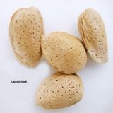 EvveBahçe Tüplü Aşılı Nadir Bulunan Yarı Bodur Laurenne Badem Fidanı