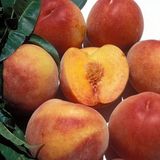 EvveBahçe Tüplü Aşılı Orta Erkenci Koyu Kırmızı Spring Bella Şeftali Fidanı