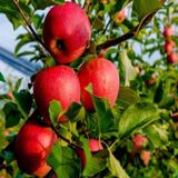 EvveBahçe Tüplü Aşılı Sert Sulu Yüksek Verimli Yarı Bodur Fuji Kiku Elma Fidanı