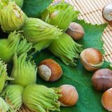 EvveBahçe Tüplü Geleneksel Ordu Çakıldak Fındık Fidanı