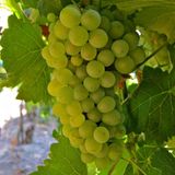 EvveBahçe Tüplü Hoş Kokulu Tatlı Sauvignon Blanc Üzüm (Asma-Bağ) Fidanı
