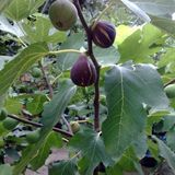 EvveBahçe Tüplü Karadeniz Patlıcan İnciri Fidanı