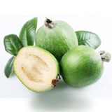 EvveBahçe Tüplü Nadir Bulunan Feijoa (Kaymak) Ağacı Fidanı