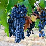 EvveBahçe Tüplü Orta Geçci Kokulu Şaraplık Merlot Üzüm (Asma-Bağ) Fidanı