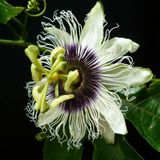 EvveBahçe Tüplü Pasiflora Edulis Maruçya Fidanı