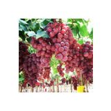EvveBahçe Tüplü Sofralık İri Salkımlı Bol Verimli Red Globe Üzüm (Asma-Bağ) Fidanı