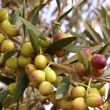 EvveBahçe Tüplü Yağlık Verimli Bodur Arbequina Zeytin Fidanı (1 Yaş)