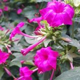 EvveBahçe Violet Pink Akşam Sefası Çiçeği Tohumu(20 tohum)