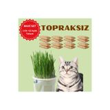 Exelox (MAXİ SET- 12 AYLIK KULLANIM) Topraksız Suda Kedi Çimi Yetiştirme Kiti + 12 Aylık Tohum