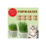 Exelox (MEGA SET - 12 AYLIK KULLANİM) Topraksız Suda Kedi Çimi Yetiştirme Kiti + 12 Aylık Tohum