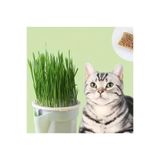 Exelox Topraksız Suda Kedi Çimi Yetiştirme Kiti Hidroponik Kedi Otu Saksısı (Deneme Tohumu Hediyeli)