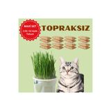 Exelox Topraksız Suda Kedi Çimi Yetiştirme Kiti Maxi Set (1 Kit + 12 Aylık Tohum) Hidroponik Kedi Otu