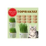 EXELOX Topraksız Suda Kedi Çimi Yetiştirme Kiti Mega XL Set (3 Kit + 18 Aylık Tohum) Hidroponik Kedi Otu