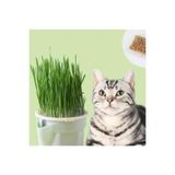 EXELOX Topraksız Suda Kedi Çimi Yetiştirme Kiti Mini Set (1 Kit + 12 Paket Tohum, 6 Aylık) Kedi Otu