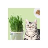 Exelox Topraksız Suda Kedi Çimi Yetiştirme Kiti Mini Set (1 Kit + 6 Aylık Tohum) Hidroponik Kedi Otu