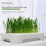Exelox-Topraksız Suda Kedi Çimi Yetiştirme Kiti Versiyon 2 Premium Kalite Çok Satan Malzeme