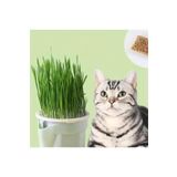 Exelox Topraksız Suda Kedi Çimi Yetiştirme Kiti