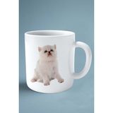 Exotic Shorthair Kedi Isimli Kişiye Özel Baskılı Kupa Bardak Model 13