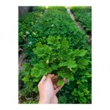 FantomAmour Kırlangıç Otu Fidesi (Chelidonium Majus) Canlı Bitki