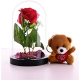 Fanusta Led Işıklı Kırmızı Gül ve Mini Ayıcık Set Sevgiliye Eşe Sürpriz Sevgiliye Hediye