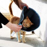 Farmena Kedi için Ekonomik Kumaş Yakalık 18 cm