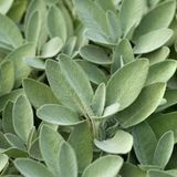 Farmer Organik Adaçayı Tohumu (Salvia Officinalis) 30 Tohum