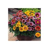 FarmLife Tohum 5 Adet 5 Renk Gazania Çiçeği Tohumu