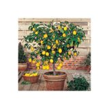 FarmLife Tohum Bodur Yediveren Limon Ağacı Tohumu