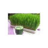 FarmLife Tohum Buğday Çimi - Kedi Çimi Tohumu, 50 Gram