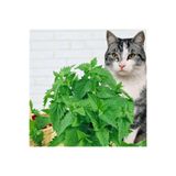 FarmLife Tohum Limonlu Kedi Nanesi (catmint) Tohumu