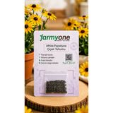 farmyone Afrika Papatyası 100 Adet