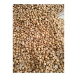 fatoş yöresel Kişniş Tohumu 100 gr