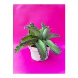 Fehege Sera Aşkın Gözyaşı Çiçeği (Kalanchoe Daigremontiana) Fidanı 10-20 cm