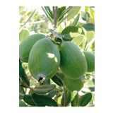 Feijoa Kaymak Ağacı Fidanı 1 Adet Saksılı/Tüplü (50-80Cm) Bahçe Bitkisi, BTS0001NA1352