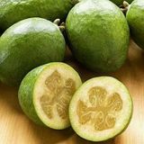 Feioja Sellowiana Kaymak Ağacı Fidanı, Tüplü (Torbada)