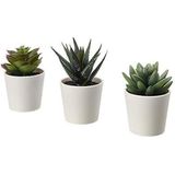Fejka Yapay Saksı Bitkisi Saksılı Iç Mekan Dış Mekan Etli / 3'lü Paket Boyutu 2 ¼ " 3'lü Paket 203.953.31