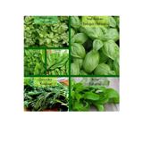 Fento 6 Paket Tohum No11 Yeşil Bitki Tohumları Salata Tohumları Nane Tohumu Ekşi Ot Roka Fesleğen Tohumu