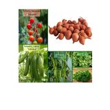 Fento 6'lı No7 Çeri Domates Salatalık Tohumu Frenk Maydanoz Tohumu 1 Kg Kıska Soğan Tohumu Iska