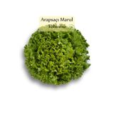 Fento Arapsaçı Marul Tohumu 1 Paket (10 Gr=5000+ Adet) Kıvırcık Marul Tohumu Arap Saçı