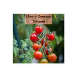 Fento Çeri Domates Tohumu 1 Paket Cherry Domates Salkım Domates Tohumu Yüksek Verim Ekmek Için Sebze Tohum