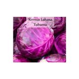 Fento Kırmızı Lahana Tohumu 1 Paket Kırmızı Lahana Mor Lahana Tohumu Ekmeye Uygun Verimli Paket Tohum