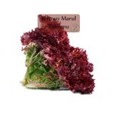 Fento Kırmızı Marul Tohumu 1 Paket (1gr=850+ Adet) Akdeniz Kıvırcık Tohumu