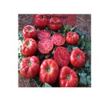Fento Köy Domatesi Tohumu 1 Paket (3gr=850+ Adet) Domates Tohumu